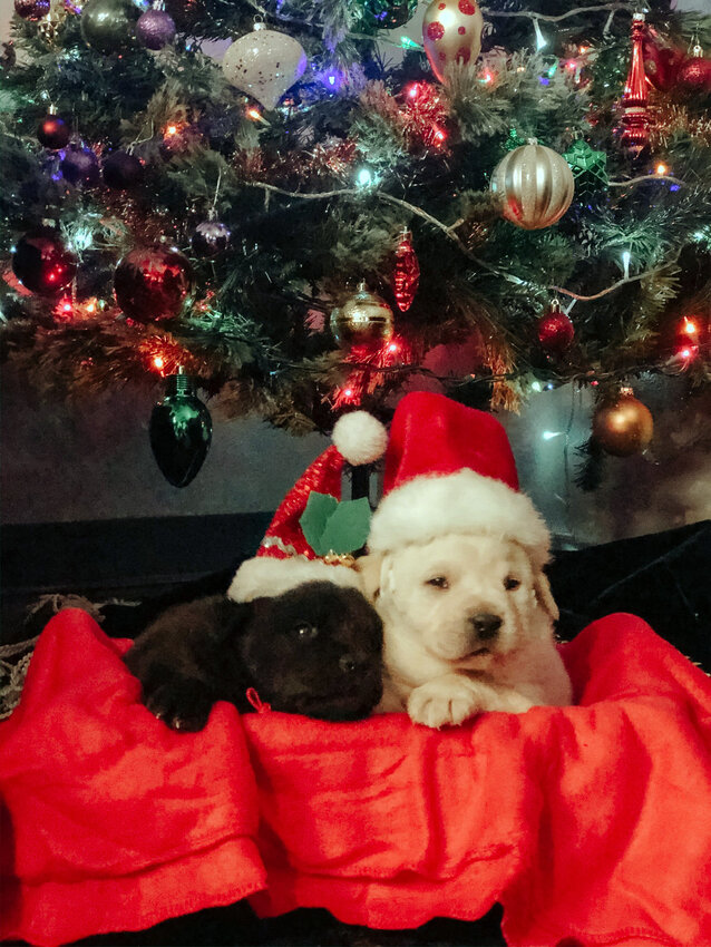 Plan before getting a dog for Christmas Daily Independent